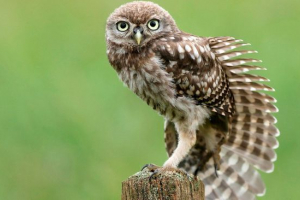 Зорка Зорка